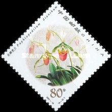 Paphiopedilum dianthum