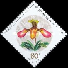 Paphiopedilum markianum