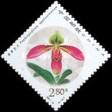 Paphiopedilum appletonianum