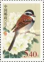 Tibetean Bunting (Emberiza koslowi)