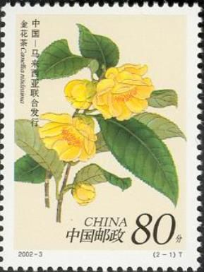 Camellia nitidissima