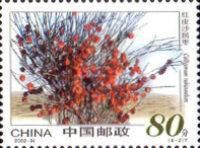 Calligonum rubicundum