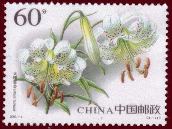 Lilium taliense