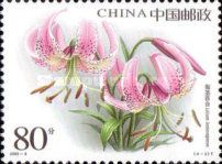 Lilium lankongense
