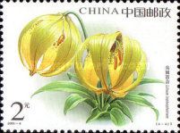 Lilium lophophorum