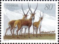 Tibetan Antelope (Pantholops hodgsoni)