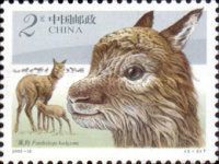 Tibetan Antelope (Pantholops hodgsoni)