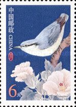 Yunnan Nuthatch (Sitta yunnanensis)