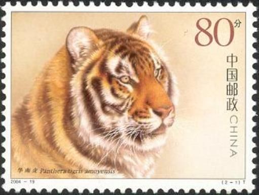South China Tiger (Panthera tigris amoyensis)