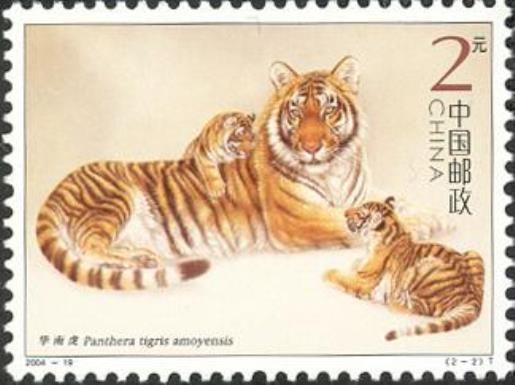 South China Tiger (Panthera tigris amoyensis)