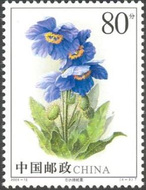 Meconopsis
