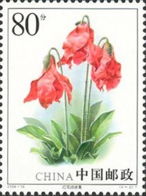 Meconopsis