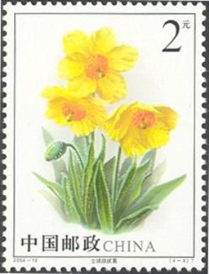 Meconopsis integrifolia
