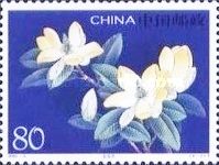 Magnolia delavayi