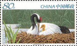 Red-crowned Crane (Grus japonensis)