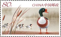 Common Shelduck (Tadorna tadorna)