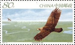 Golden Eagle (Aquila chrysaetos)