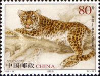 Panthera pardus orientalis
