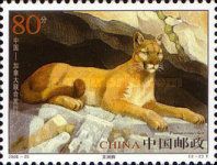 Puma concolor