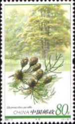 Glyptostrobus pensilis