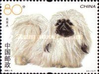 Pekingese Dog (Canis lupus familiaris)
