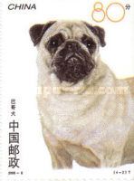 Pug (Canis lupus familiaris)
