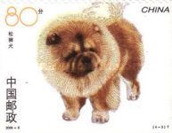 Chow Chow (Canis lupus familiaris)