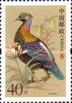 Chinese Monal (Lophophorus lhuysii)