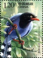 Taiwan Blue Magpie (Urocissa caerulea)
