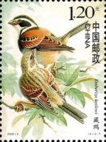 Tibetan Bunting (Emberiza koslowi) 