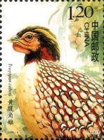 Cabot's Tragopan (Tragopan caboti)