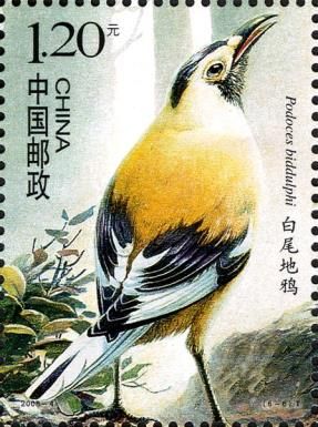 Biddulph's Ground-jay (Podoces biddulphi)