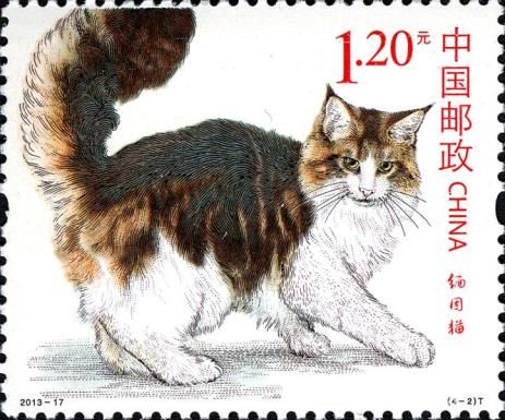 Maine Coon (Felis silvestris catus)