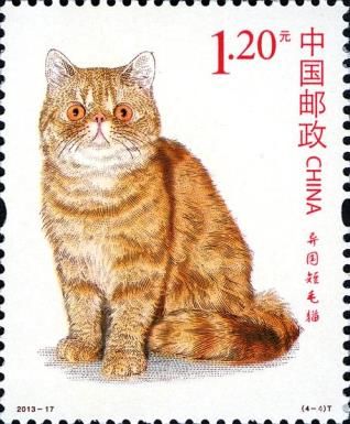 Exotic Shorthair (Felis silvestris catus)