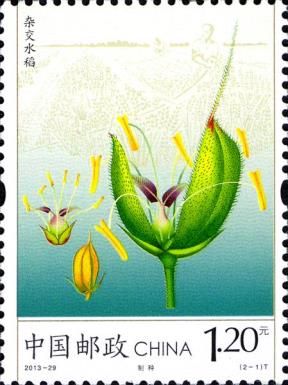 Seed Production of Hybrid Rice