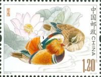 Mandarin Duck (Aix galericulata)