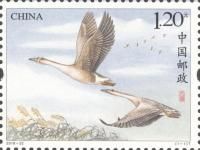 Wild Geese