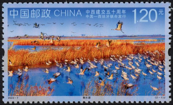 Birds in Hengshui Lake, China