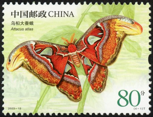 Atlas Moth (Attacus atlas)