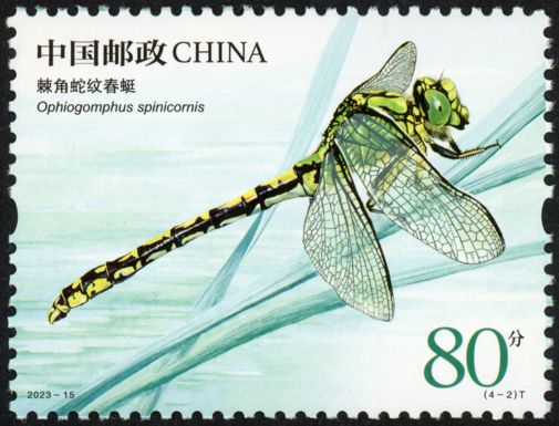 Green Snaketail (Ophiogomphus spinicornis)