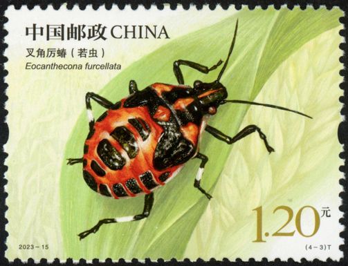 Stink Bug (Eocanthecona furcellata)