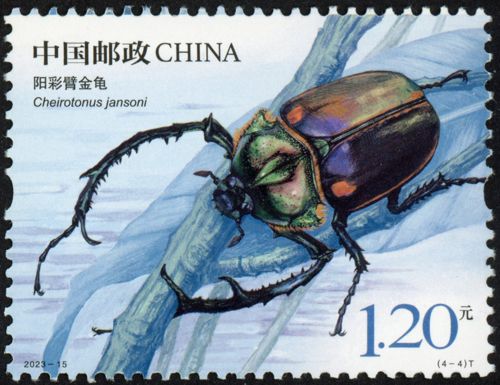 Cheirotonus jansoni