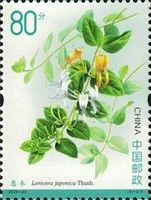 Japanese Honeysuckle (Lonicera japonica)
