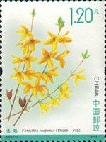 Weeping Forsythia (Forsythia suspensa)