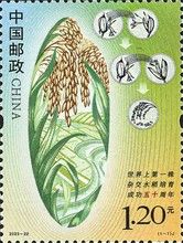 First High-Yield Hybrid Rice Harvest, 50 Years