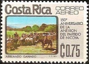 Driving cattle