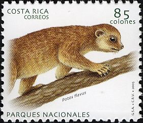 Kinkajou (Potos flavus)