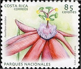 Passiflora vitifolia