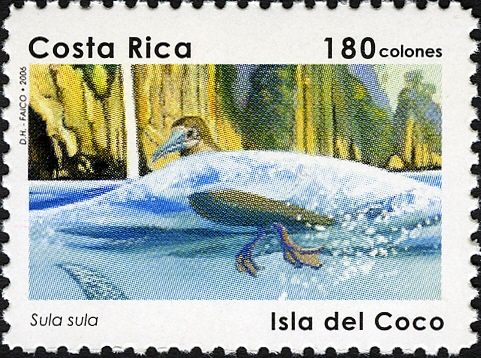 Red-footed Booby (Sula sula)
