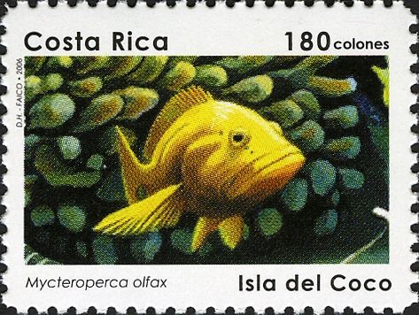 Sailfin Grouper (Mycteroperca olfax)
